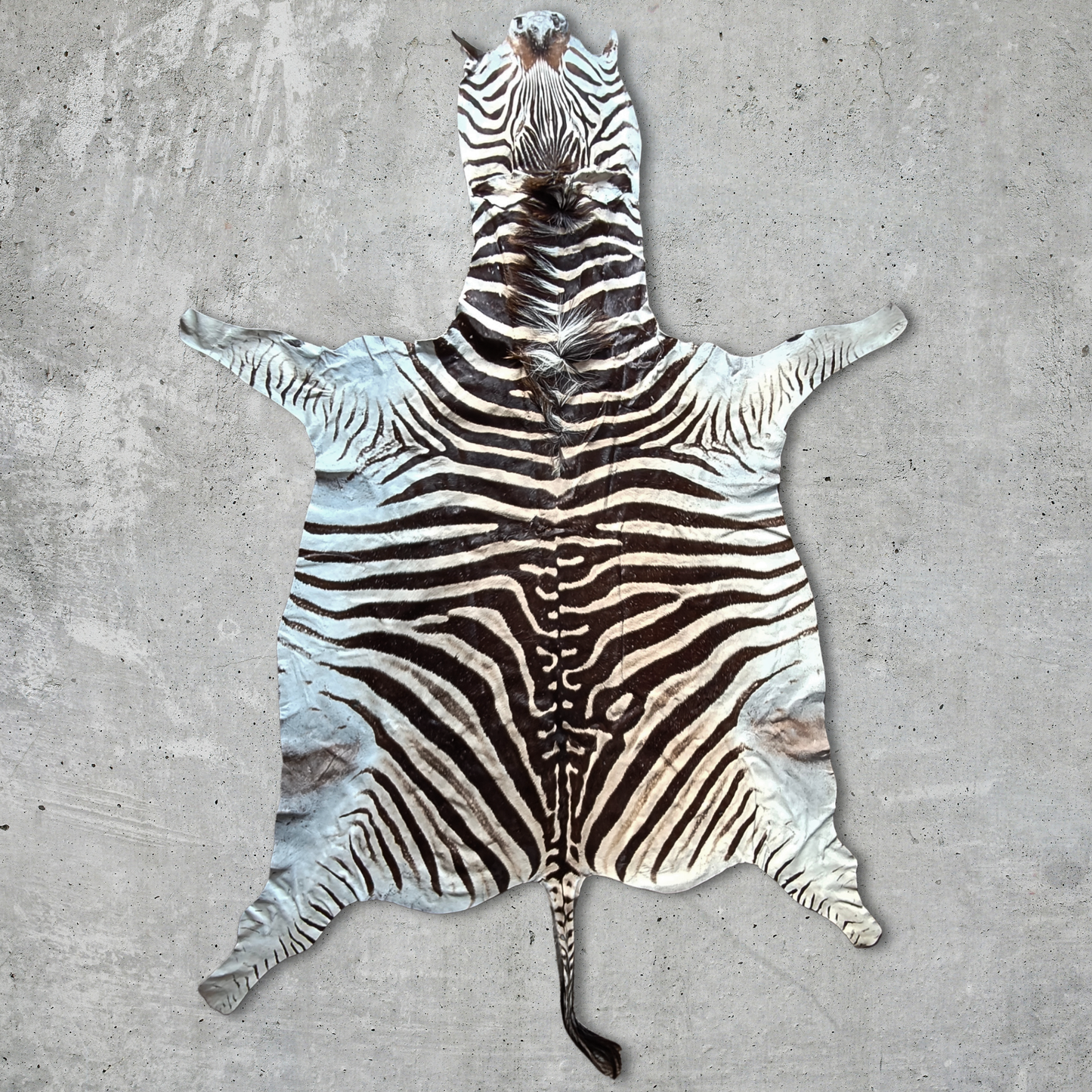 Zebra A Grade