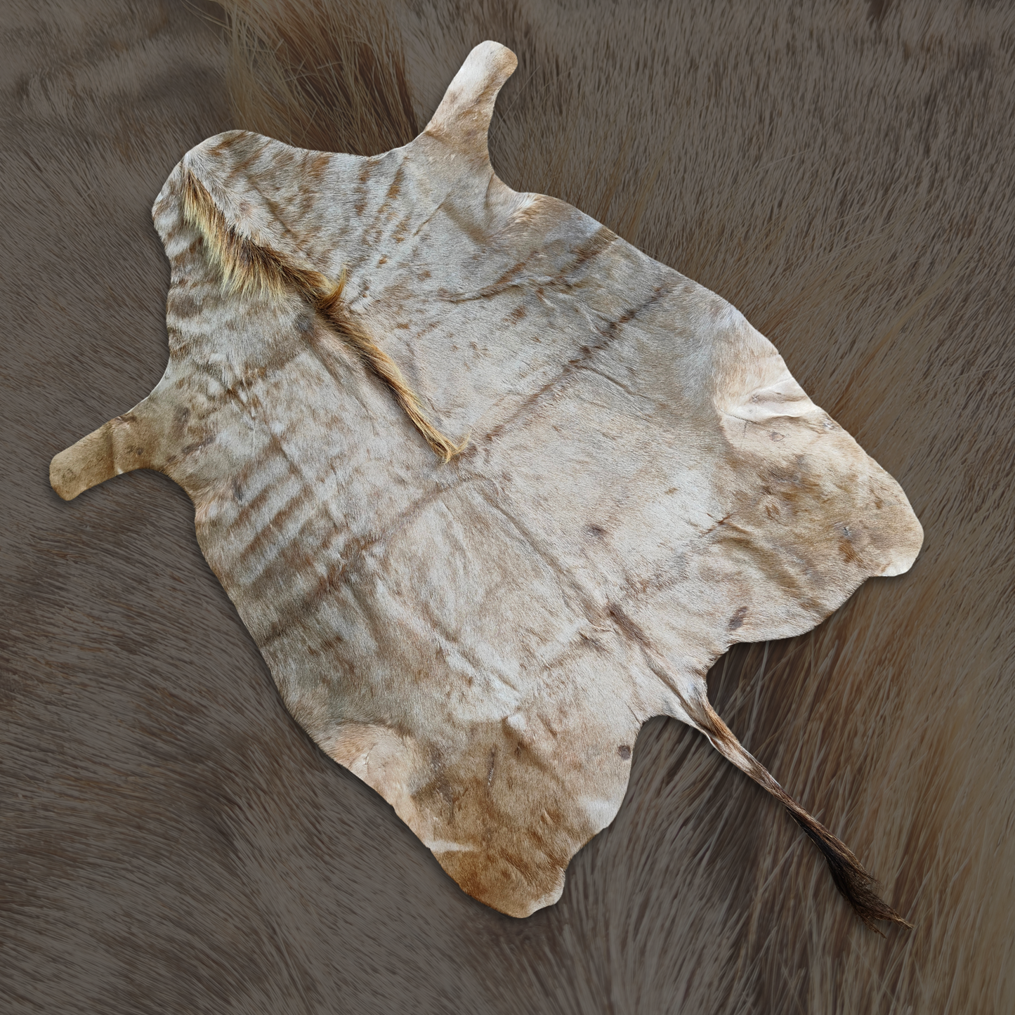 Gold Wildebeest