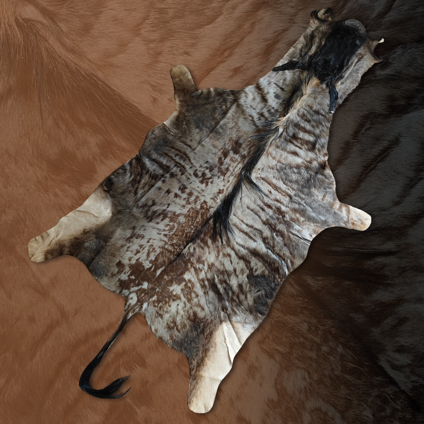 Black Wildebeest