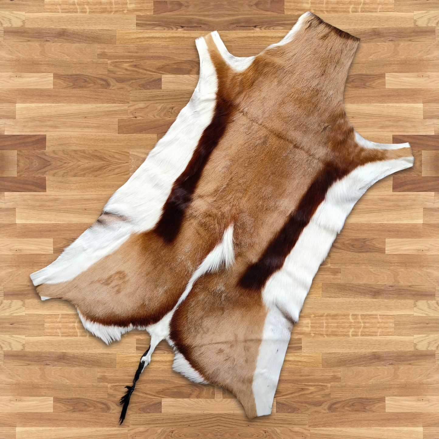 Springbok XL