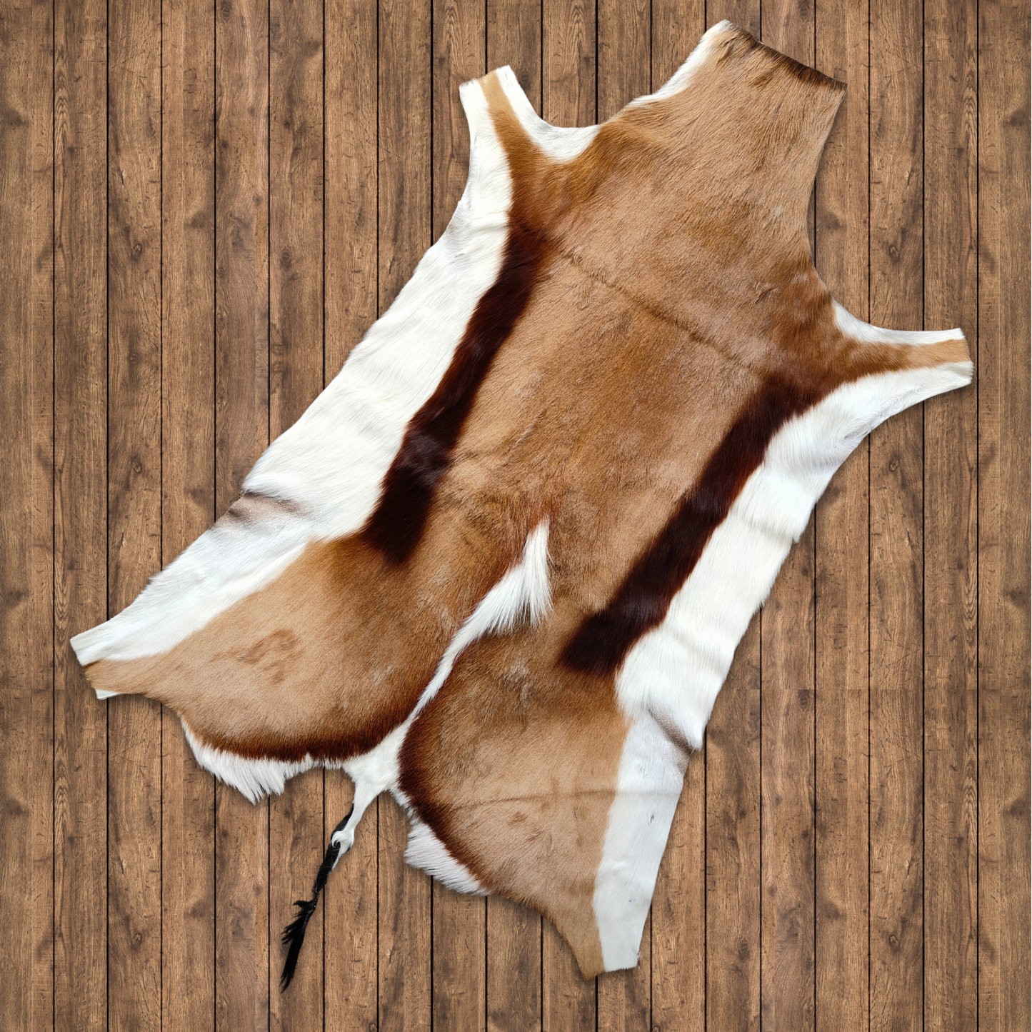 Springbok XL