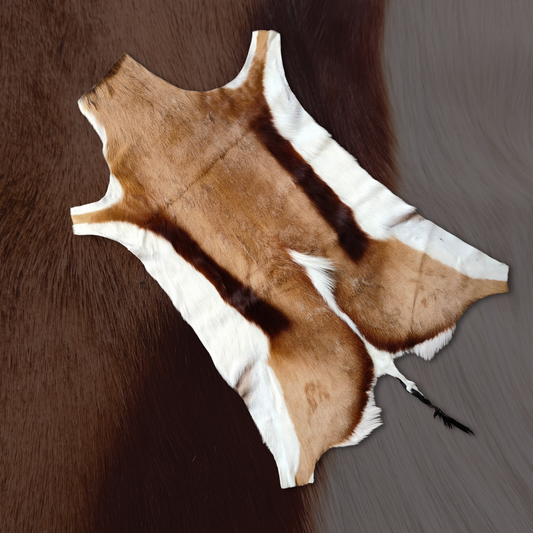 Springbok XL