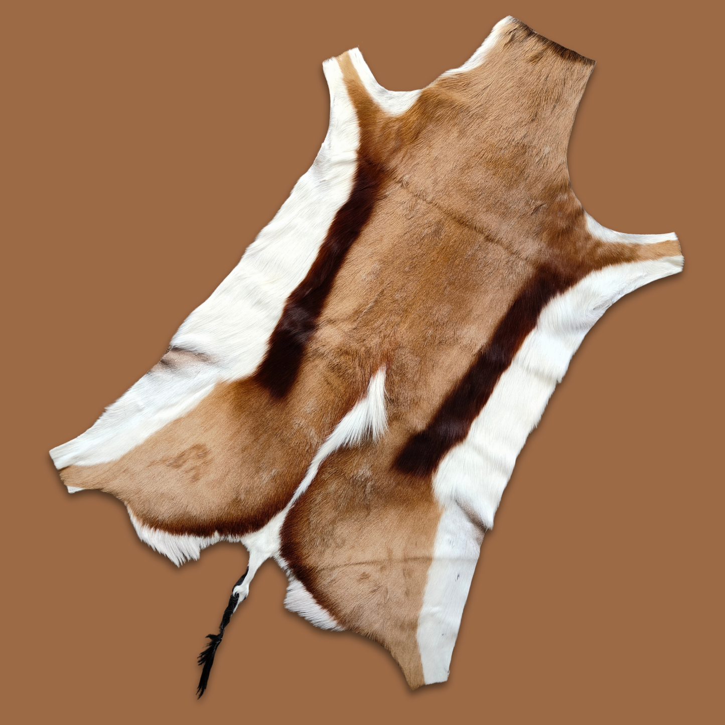Springbok XL