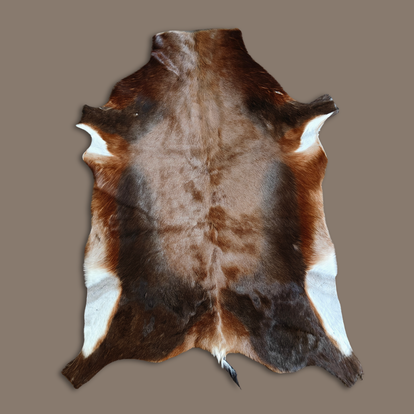 Blesbok