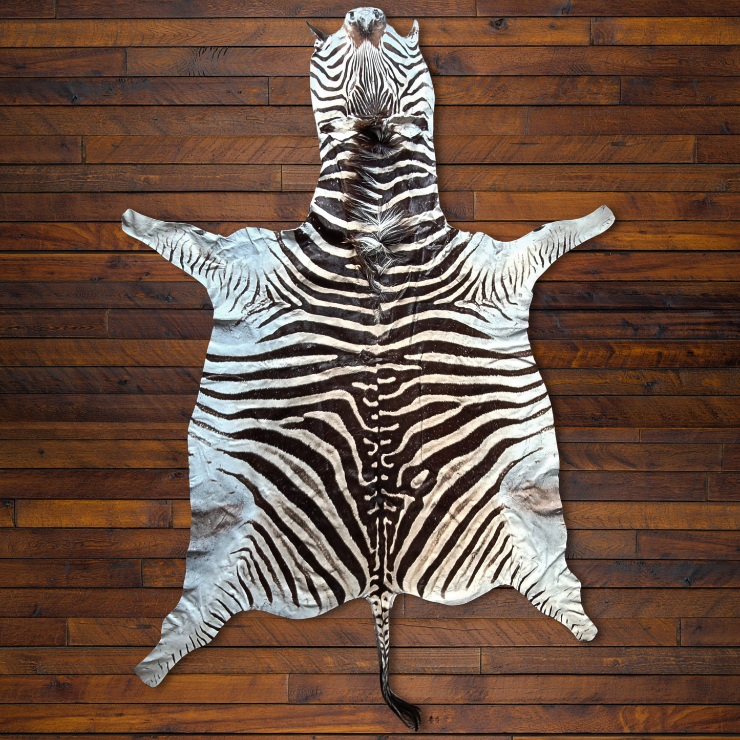 Zebra A Grade