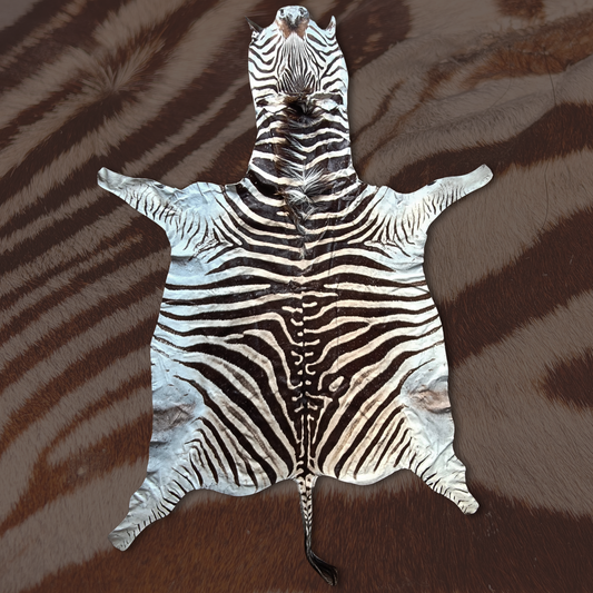 Zebra A Grade