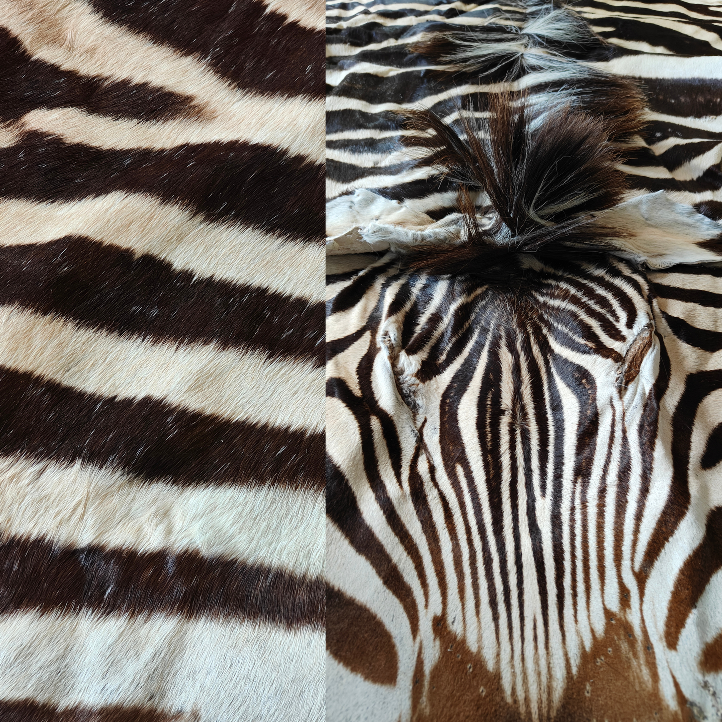Zebra A Grade